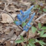 エゾエンゴサク