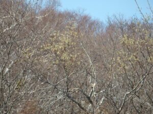 エゾヤナギの花