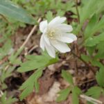 キクザキイチゲ