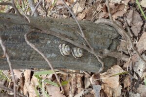 サッポロマイマイ