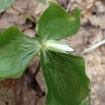 シロバナエンレイソウ