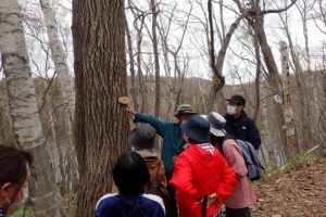 ハリギリ観察中