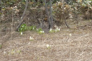 葉が大きくなっていないミズバショウ
