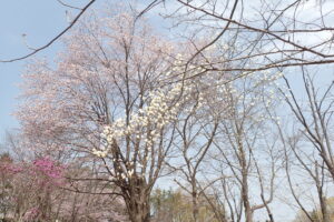 青空を背景にエゾヤマザクラとハムモクレンが咲く