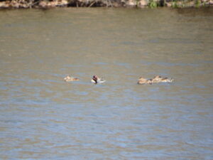 池で泳ぐ５羽のコガモ
