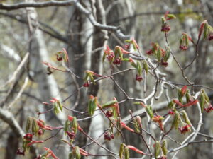 ハウチワカエデの赤い花