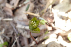 ヒトリシズカの花