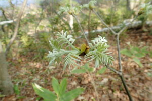 イヌエンジュの芽