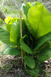 ミズバショウの葉
