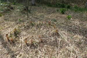 ヤドリギゼンマイの芽