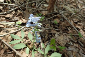 エゾエンゴサクの水色の花