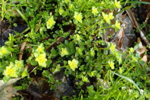 ネコノメソウの黄色い花