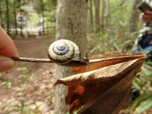 サッポロマイマイ