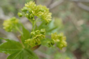 イタヤカエデの黄色い花