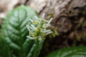 フッキソウの拡大したもの