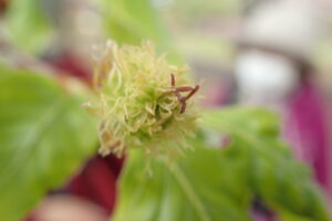 ブナの若い果実