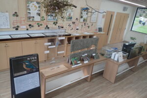 カワセミの展示