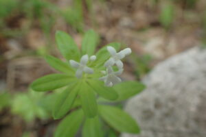 クルマバソウの白い花