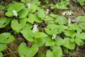 マイヅルソウの白い花