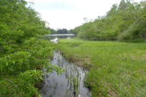 池に流れ込む川