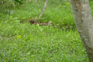 湿原のなかに咲くクリンソウ