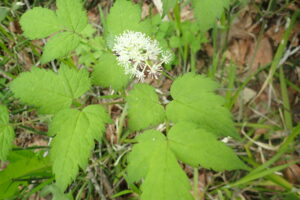 ルイヨウショウマの白い花