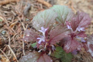 ニシキゴロモの花