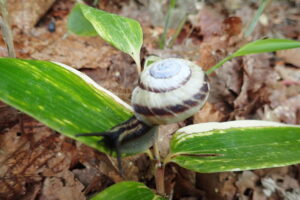 サッポロマイマイ