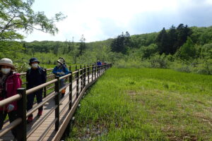 湿原の木道を歩く参加者の皆さん