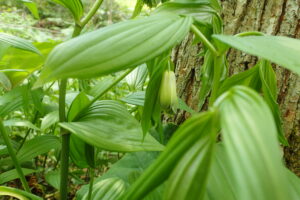 ホウチャクソウの花