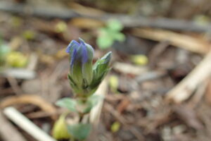 フデリンドウの花