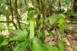 マムシグサの仏炎苞