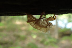 エゾハルゼミの羽化殻