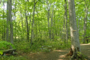 園内の木々の新緑。