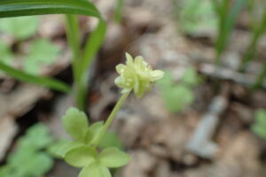 レンプクソウのレモンイエローの花