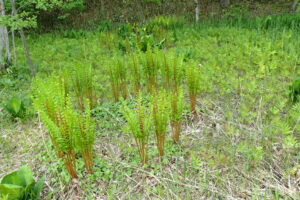 ヤマドリゼンマイ