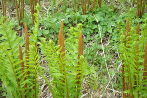 ヤマドリゼンマイの胞子葉