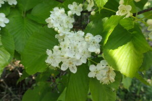 アズキナシの白い花