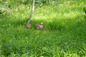 クリンソウの花