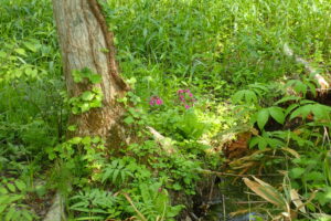 クリンソウの花