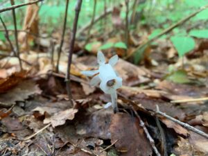 ギンリョウソウの花