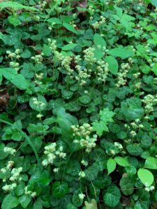 ジンヨウイチヤクソウの花