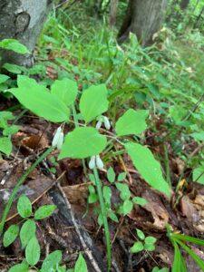 ホウチャクソウの白い花