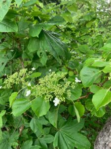 ツルアジサイの装飾花