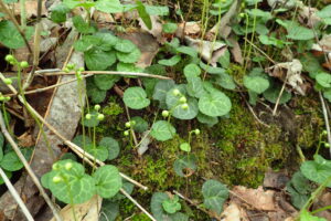 ジンヨウイチヤクソウの蕾
