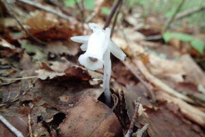 ギンリョウソウの花