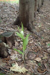 ササバギンラン