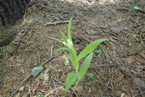 ササバギンラン