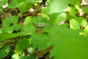 羽化したばかりのエゾハルゼミ