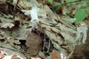 ギンリョウソウ